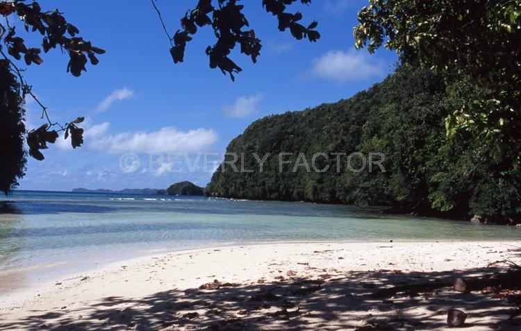 Island;Palau;trees;palm trees;blue water